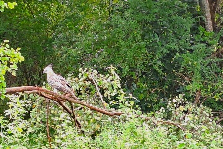 Fully Private Udawalawe National Park Safari Tour