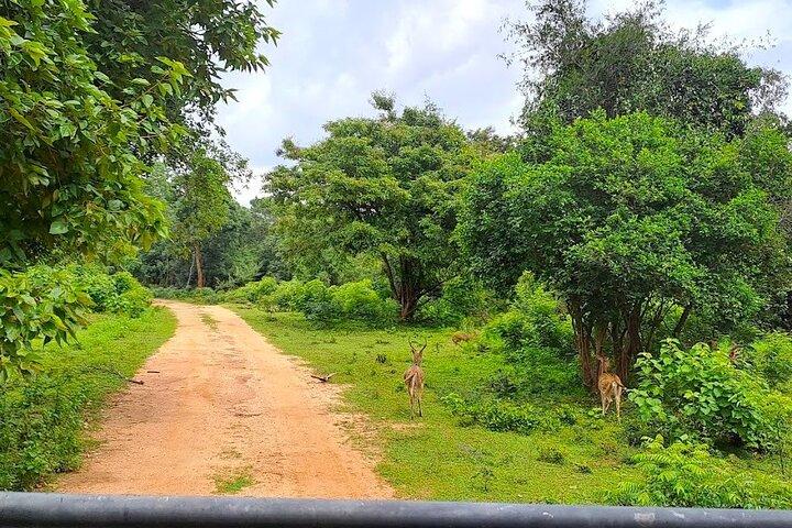 Fully Private Udawalawe National Park Safari Tour