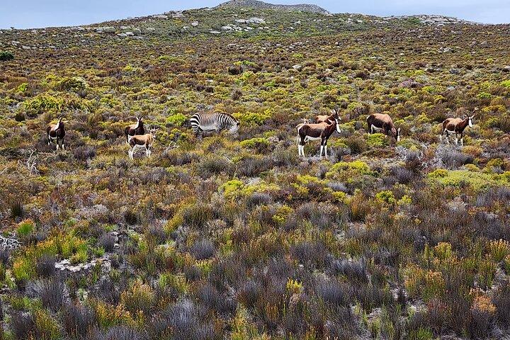 Shared Half Day Tour in Cape Peninsula with African Penguins