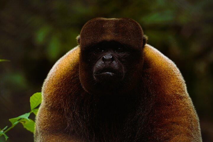 2 Days All Inclusive Napo Amazon Tour from Baños de Agua Santa