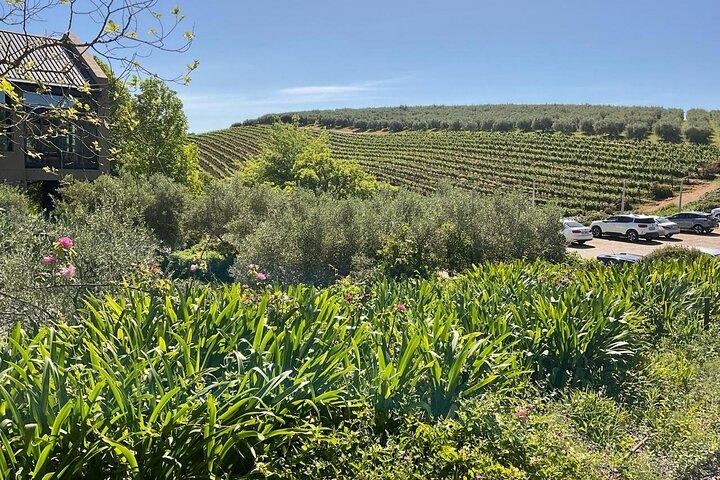 Table Mountain Full Day Trip, Zipline Adventure and Wine Tasting