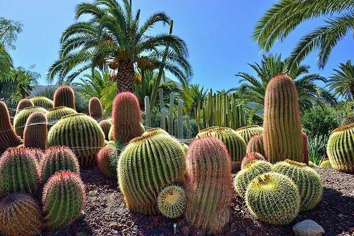 Las Palmas Tour: Vegueta, Botanical Garden & Bandama Crater