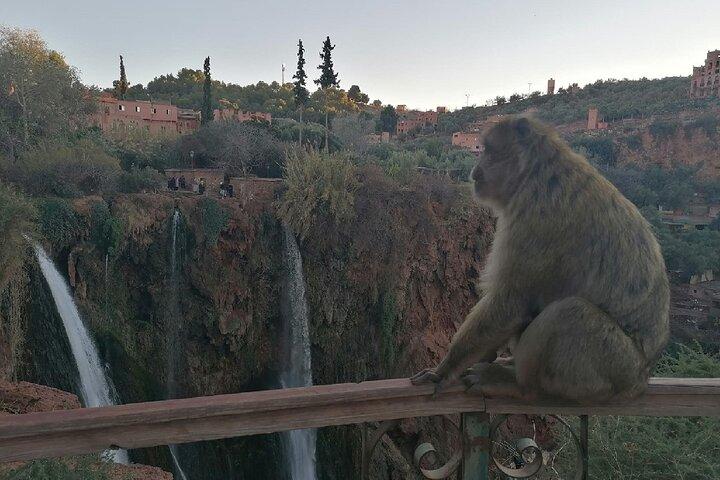 Ouzoud Waterfalls Excursions from Marrakech with boat Ride
