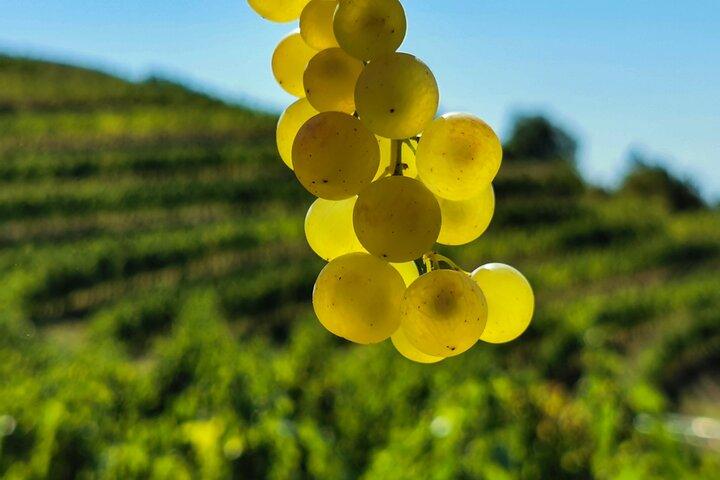 Wine Degustation in the Heart of Slovenian Istria