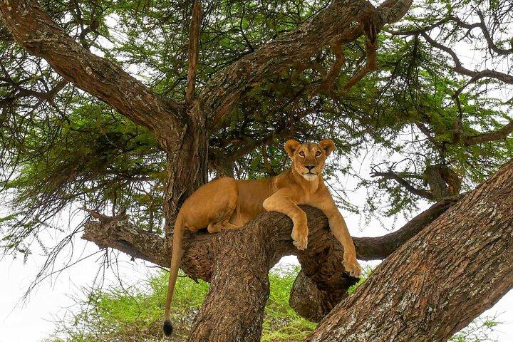 6 Days Tanzania Bush Experience Safari