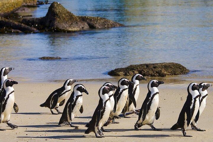 Cape Town Iconic Landmarks & Table Mountain Tour