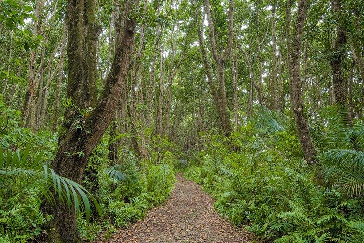 Jozani Forest Half Day Private Tour