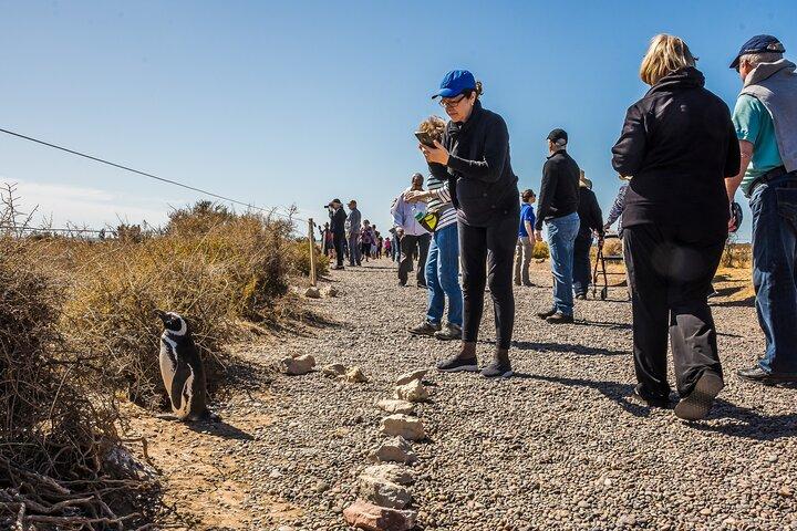 Punta Tombo Shore Excursion w/box Lunch(Shared tour for cruises)