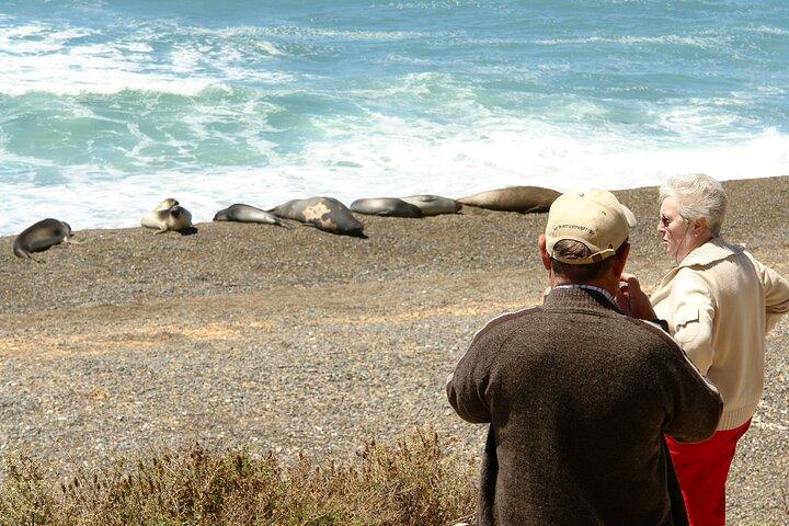 Peninsula de Valdes - Puerto Madryn **(Shared tour for cruises)**