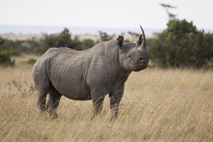 Overnight tour to Olpejeta Conservancy and Mount Kenya Hiking