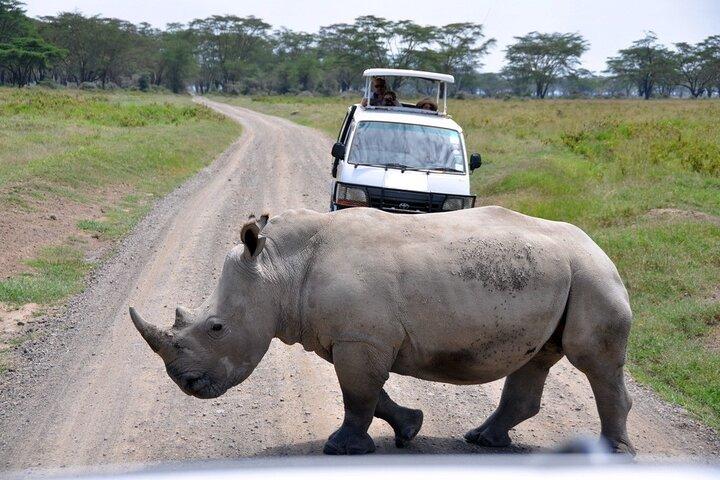 Ol Pejeta Day Tour and The Northern White Rhino visit