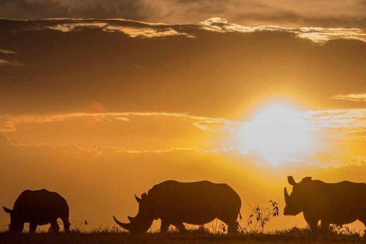 Ol Pejeta Day Tour and The Northern White Rhino visit