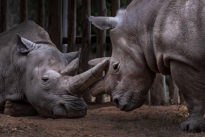 Ol Pejeta Day Tour and The Northern White Rhino visit