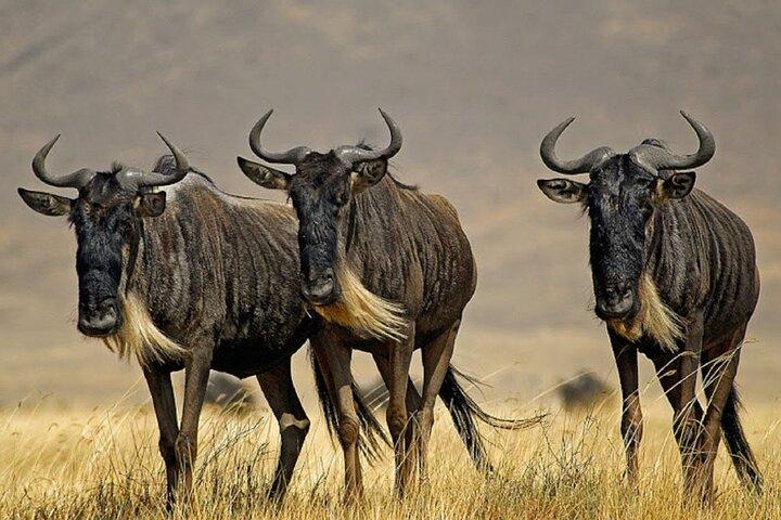 4 Day Great Migration Serengeti Luxury Experience