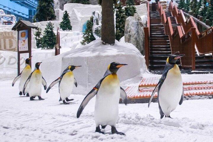 Ski Dubai Tickets