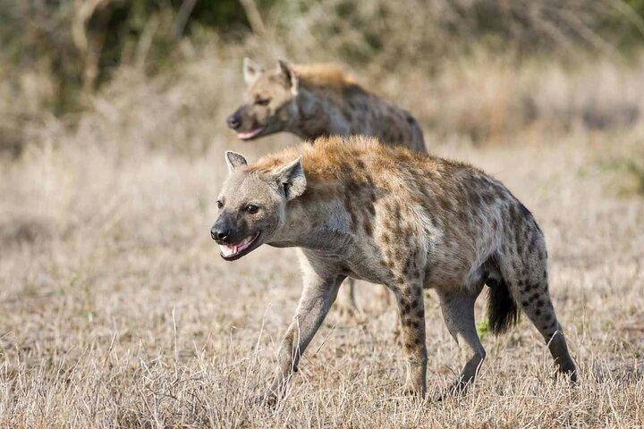 3Day Culture & Wildlife Safari: Tarangire,Ngorongoro & Lake Eyasi
