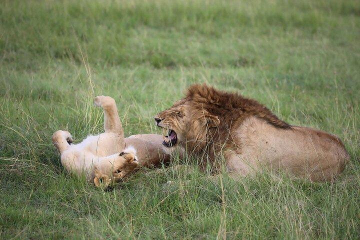 6 Days Private Tour in Mt Kenya Circuit Wild Safari