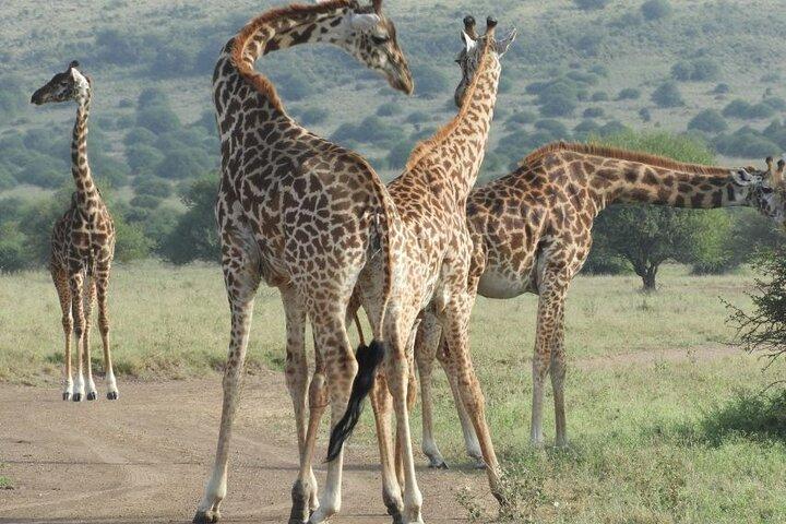 Nairobi National Museum, Giraffe Centre & Beads Tour