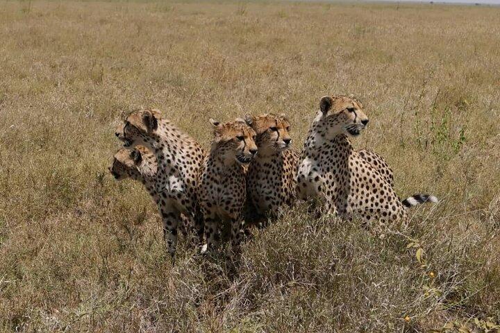 5 Days Taste of Tanzania Safari