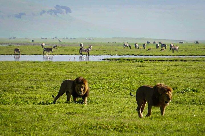 5 Days Migration and Ngorongoro Wonders