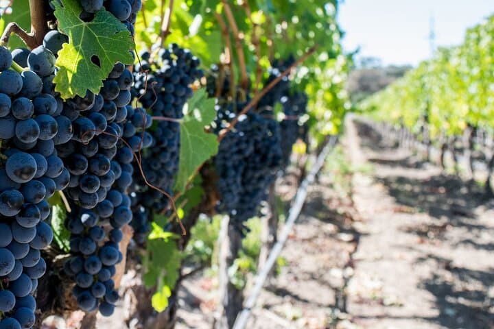 Franschhoek Wine Tram & Stellenbosch Town Experience