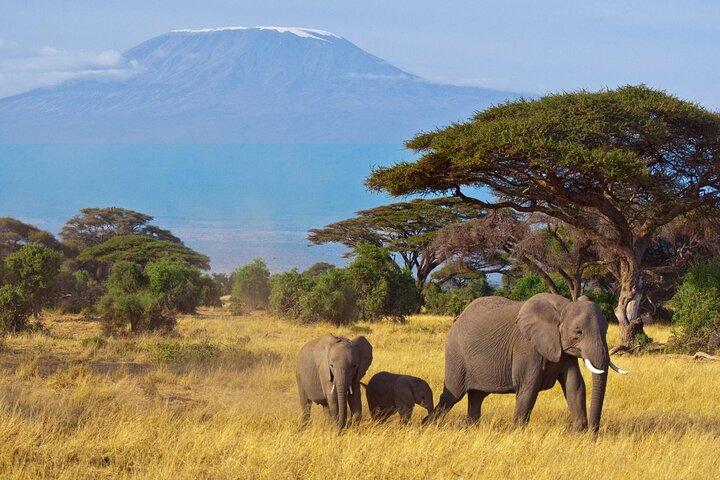 2 Days Amboseli National Park safari and Mount Kilimanjaro