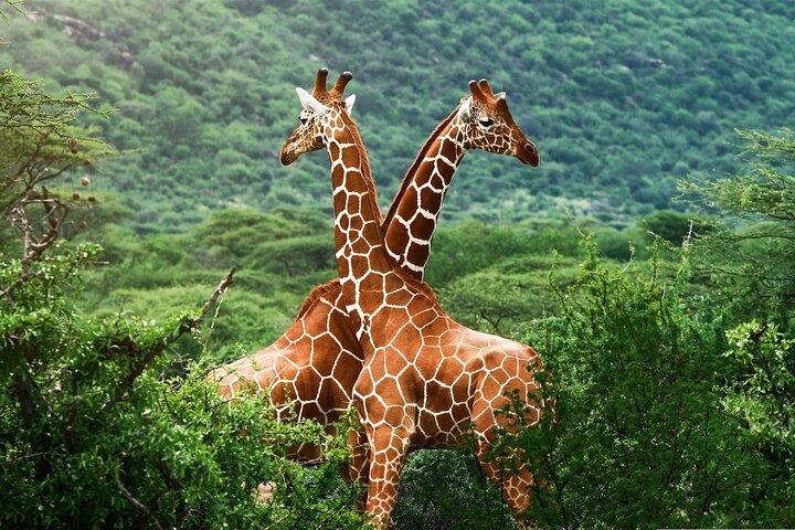 Aberdare National Park Day Excursion from Nairobi