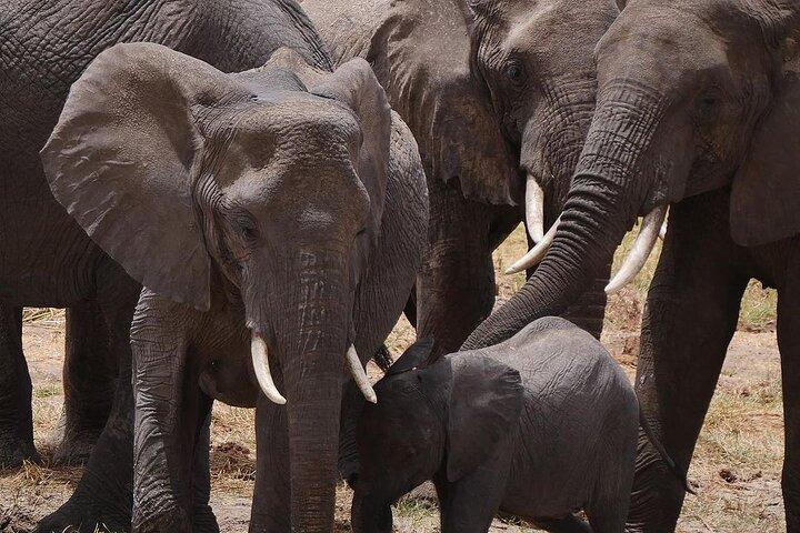 7 Days Mid Range Tanzania Wildlife Safari