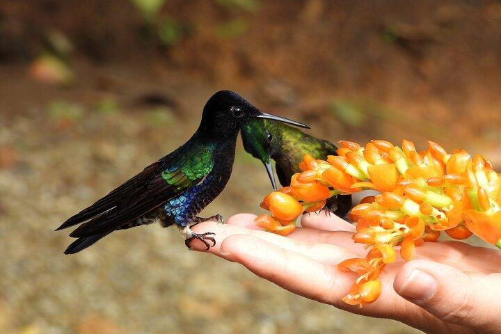 Private Mindo Cloud Forest Experience
