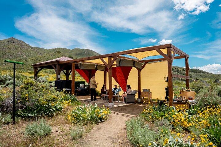 Experience Raptors and Falconry in Reno