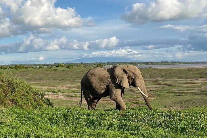 4 Days Guided Tour to Safari Tanzania