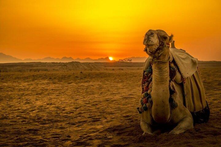 Desert Buggy Adventure with Camel Ride from Sharm El Sheikh