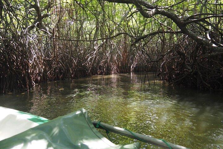 2h Madu River Safari: Mangrove, Cinnamon Island & Buddhist Temple