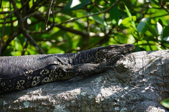 2h Madu River Safari: Mangrove, Cinnamon Island & Buddhist Temple