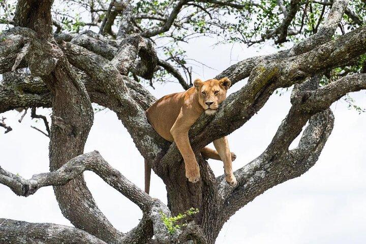 Private Lake Manyara National Park Day Trip from Arusha