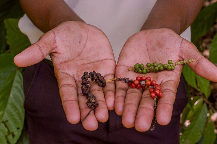 Zanzibar Spice Private Tour