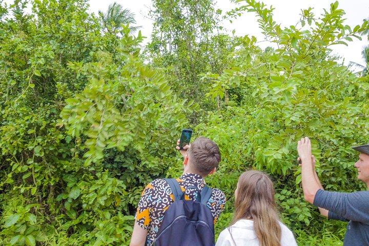 Jozani Forest Half Day Private Tour