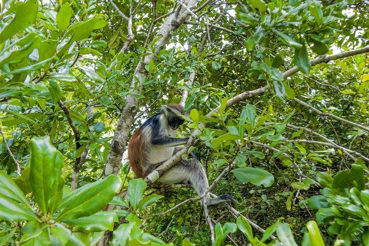 Jozani Forest Half Day Private Tour