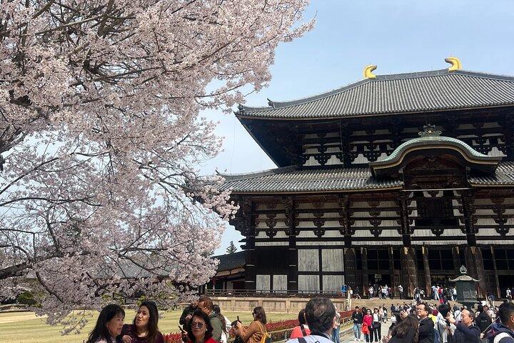 Nara Day Trip from Kyoto with a Licensed Guide