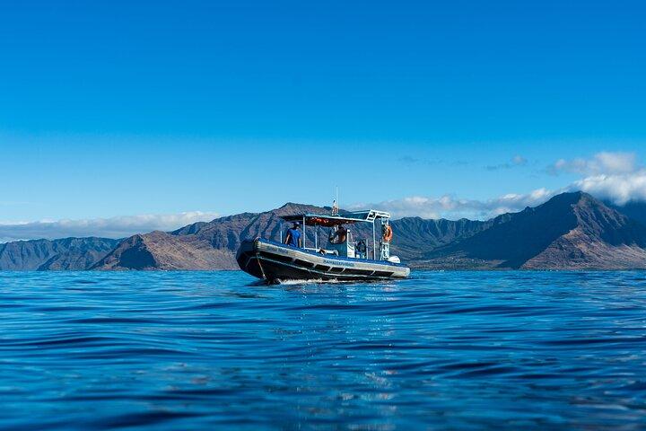 Swimming with Wild Dolphins Speedboat Adventure on Oahu