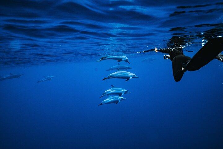 Swimming with Wild Dolphins Speedboat Adventure on Oahu