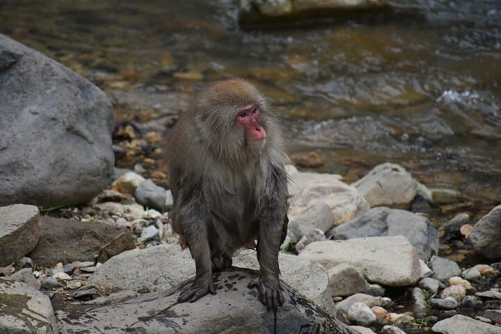 From Tokyo: Nagano Snow Monkey Park Private Tour