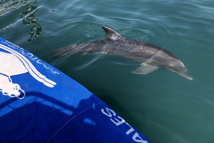 Wild Dolphin Encounter & Snorkeling Adventure