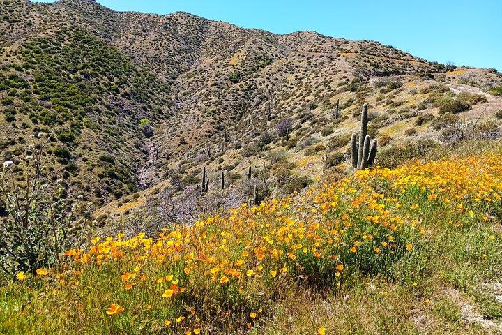 Sonoran Desert To MountainTop Jeep Tour minutes from Scottsdale