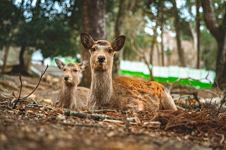 Nara Private Tour with Pick and Drop and English Speaking Driver