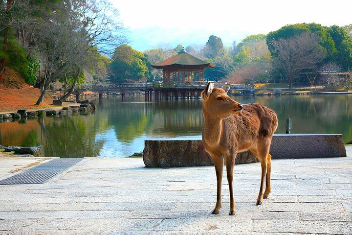 Nara Private Tour with Pick and Drop and English Speaking Driver