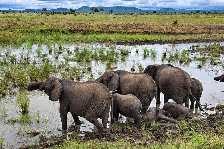 1 Day Tanzania Mikumi National Park Safari