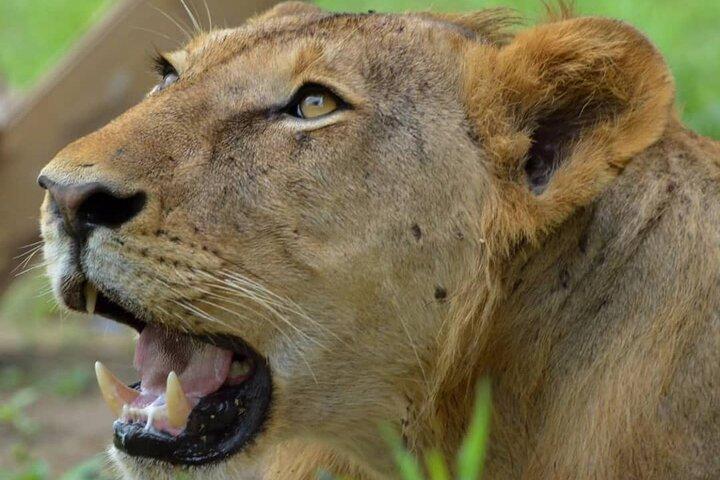 1 Day Tanzania Mikumi National Park Safari