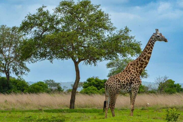 1 Day Tanzania Mikumi National Park Safari