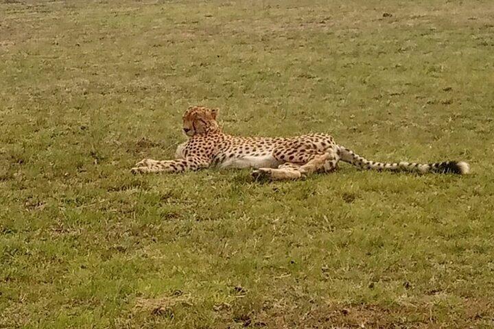 4 Day Group Safari Masai Mara & L Nakuru-4 WD